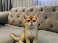 3.5 aylık Golden Ny 25 şecereli erkek british shorthair