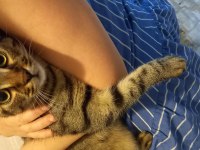 Evcil tekir kedimize yeni aile arıyoruz ücretsiz