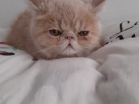 5 aylık son yavru exotic shorthair