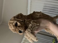 ANNE BABA ORJİNAL TOY POODLE BEBEKLER