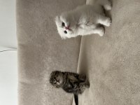Scottish fold bebeklerimiz