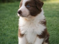 Zeka Küpü Border Collie Yavruları