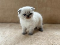 Eşsiz Güzellikte Point Scottish Fold