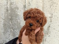 Tatlı toy poodle bebeklerim
