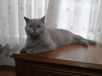 British shorthair kedimiz eş arıyor
