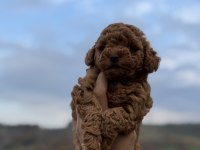 Red brown Kore poodle
