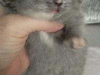Scottish fold yavrular