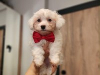 Bembeyaz Tüyleriyle Maltese Terrier Yavrusu