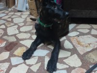 Tiger belçika kurdu