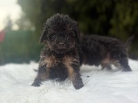 Maltipoo yavrularımız