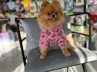 TEDDY BEAR 1 YAŞ ÜST KALİTE DİŞİ POMERANİAN