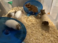 Yavru hamster sahiplendirmeler