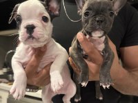 French Bulldog 45 Günlük
