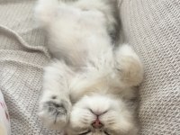 3 aylık british longhair erkek yavru