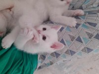 British shorthair yavrular