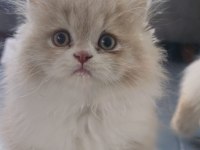 Beyaz ve Gold British Longhair Yavrular