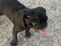 A+ HAMBURGER FACE BLACK PUG MOPS