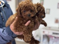 Ankarada boy ve kg ram garantili toy poodle lar