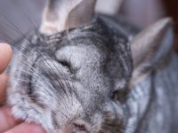 Chinchilla çinçila