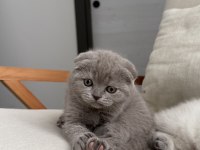 Scottish Fold 55 Günlük Dişi