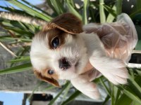 Cavalier King Charles yavrular