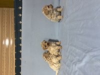 MALTİPOO KÖPEĞİMİZ