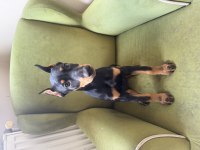 3 aylık dişi estetikli doberman yavrusu