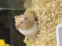 ANTALYA ADRESE TESLİM HAMSTER MUHABBET KUŞU BALIK