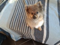 Pomeranian 4 Aylık