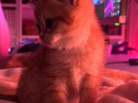 British Shorthair yavrularımıza yuva arıyoruz
