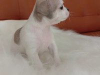 Irk Şampiyonu Babadan SAFKAN Chihuahua