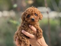 AŞILI ÇİŞ EĞİTİMLİ TEACUP TOY POODLE 