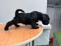 mükemmel kalite yavrular schnauzer
