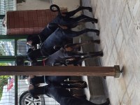 İzmir Teslime Hazır A Kalite Doberman