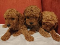 2 Aylık Toy Poodle