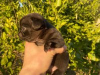 HAMBURGER SURAT GÜL KUYRUK PUG YAVRULAR