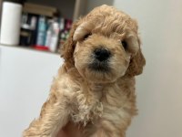 Toy poodle yavrularımız