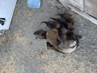 Orijinal Belçika Kurdu Yavruları