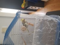 90 Günlük Sultan Papağanı Erkek