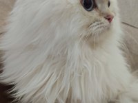 Şecereli cy1133 erkek british longhair yavrum