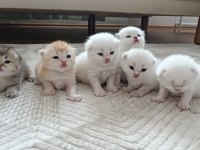 SEÇERELİ BABANIN TOMBİK BEBEK KEDİLERİ