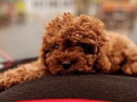 Toy poodle yavrusu