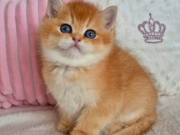 Muhteşem golden british shorthair