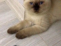 Sevgi dolu bir aileye scottish fold