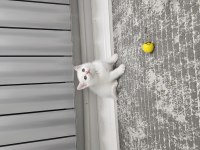 Aile sıcaklığında büyüyen scottish fold british yavrular