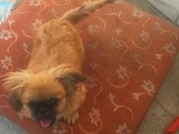 Minik afacan shih tzu yavrumuz