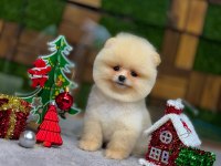 Pomeranian boo teacup