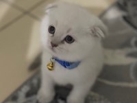 50 günlük kedimiz sahiplendirmeye hazırdır