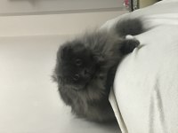 Scottish fold longhair sahiplendirme ilanı