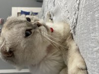 Scottish Fold Kedisi